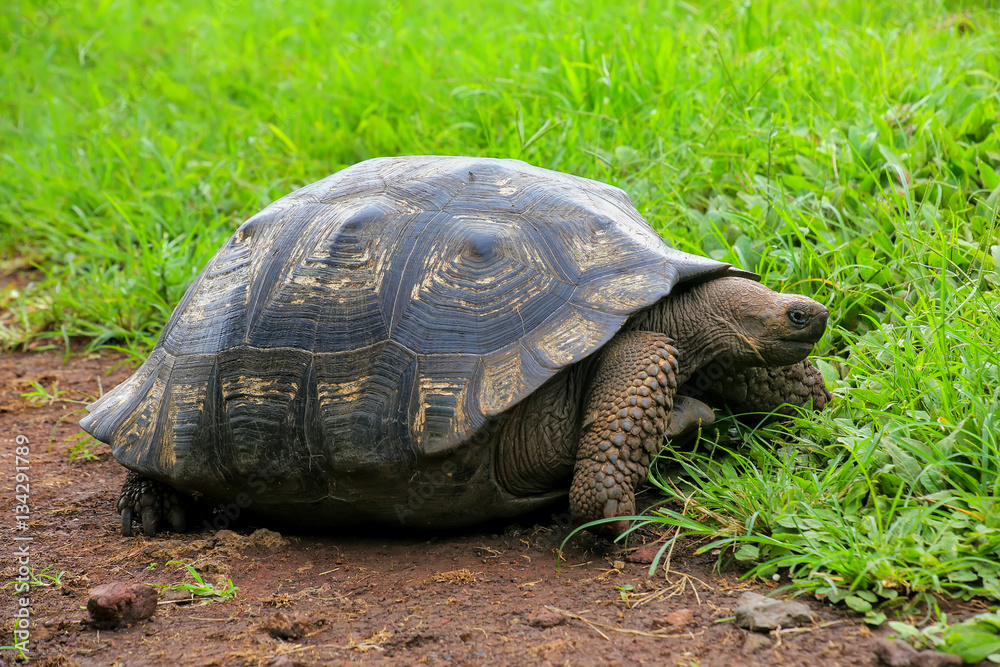 Galapagos giant tortoise on Santa Cruz Island in Galapagos Natio Galapagos giant tortoise on Santa Cruz Island in Galapagos Natio