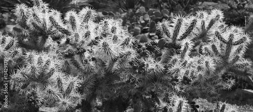 Ghostly jumping cactus, Black and White