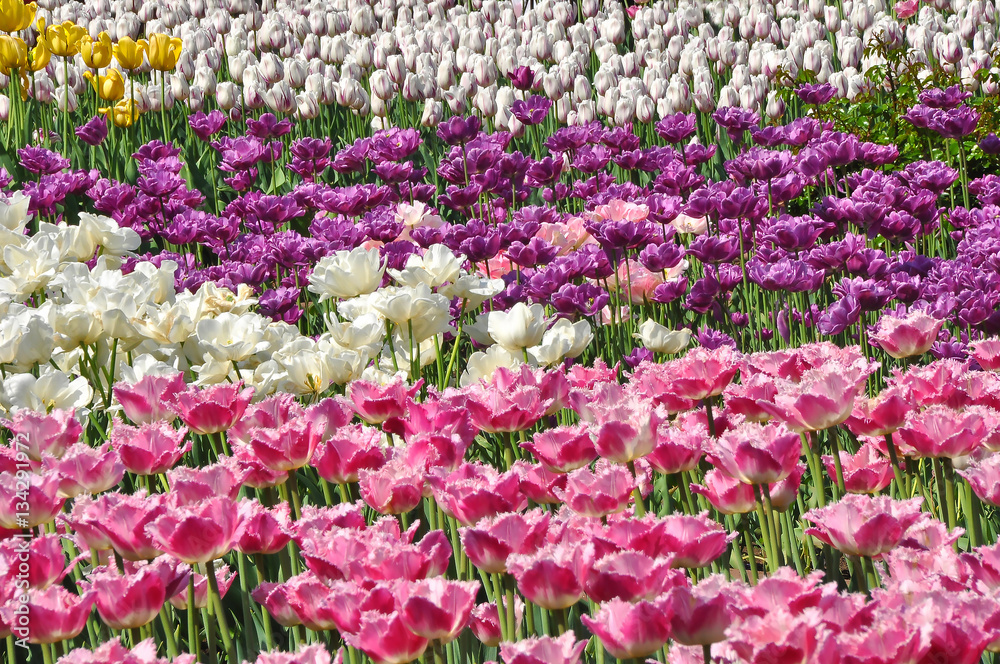 Carpet of tulips Carpet of tulips