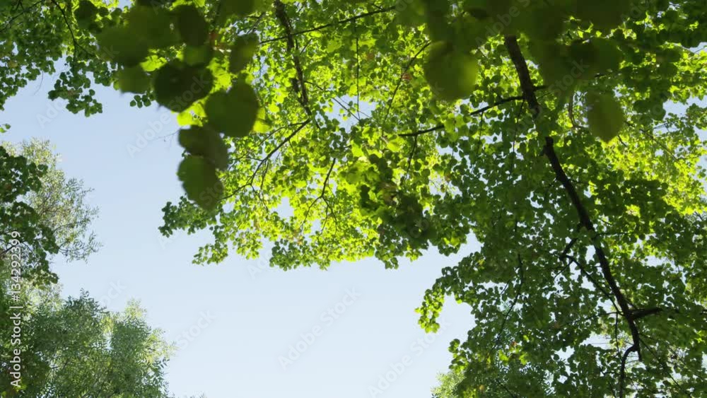 A dolly shot of autumn trees overhead in the morning sun.  A contrail is momentarily showcased through an opening in the leaves. 4k.