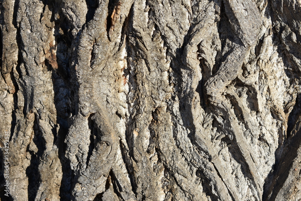 old wrinkled tree bark