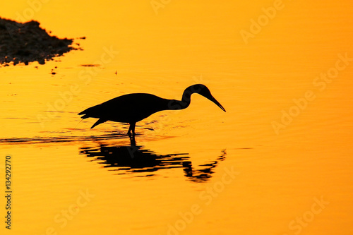 Silhouette of Little Blue Heron at sunset