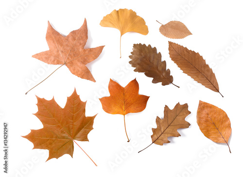 dried leaves group