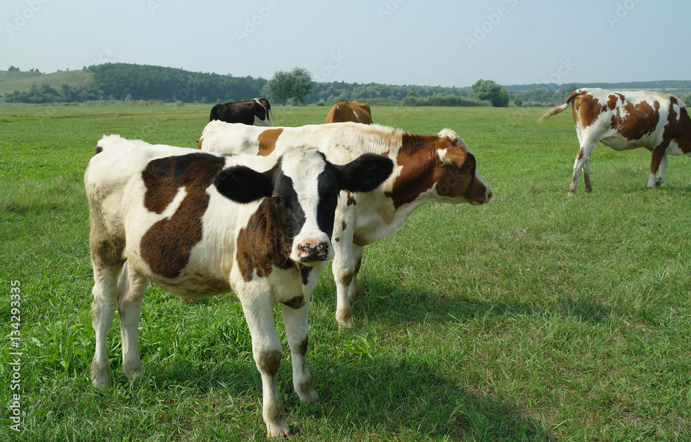 calves on a summer pasture.