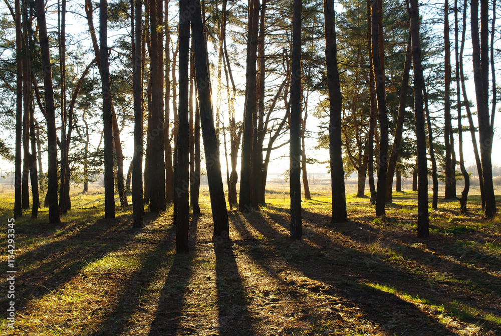 Obraz premium Morning in pine forest