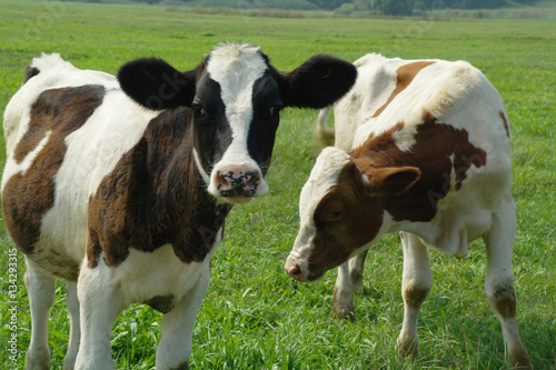 calves on a summer pasture