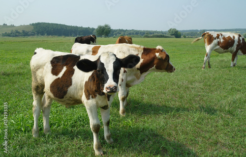 calves on a summer pasture.