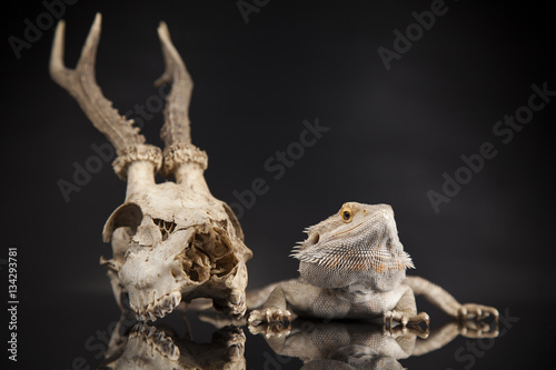 Skull, Lizard, Agama, Antlers, dragon and skull