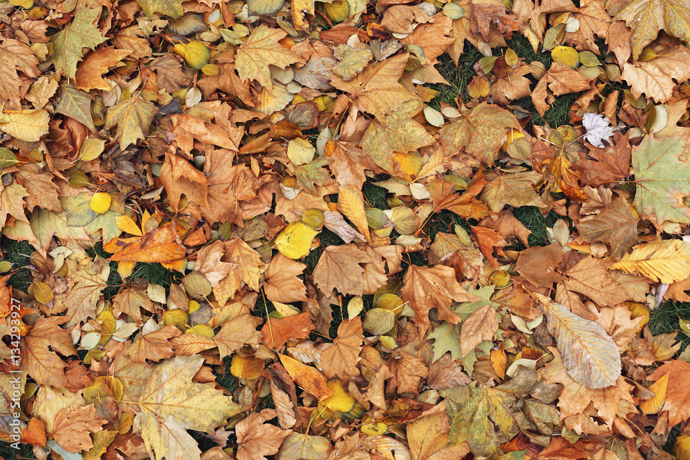 autumn leaves background