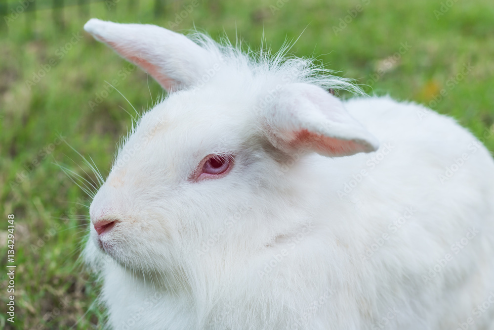 Cute Newzealand white rabbit, lion head rabbit on green grass Cute Newzealand white rabbit, lion head rabbit on green grass