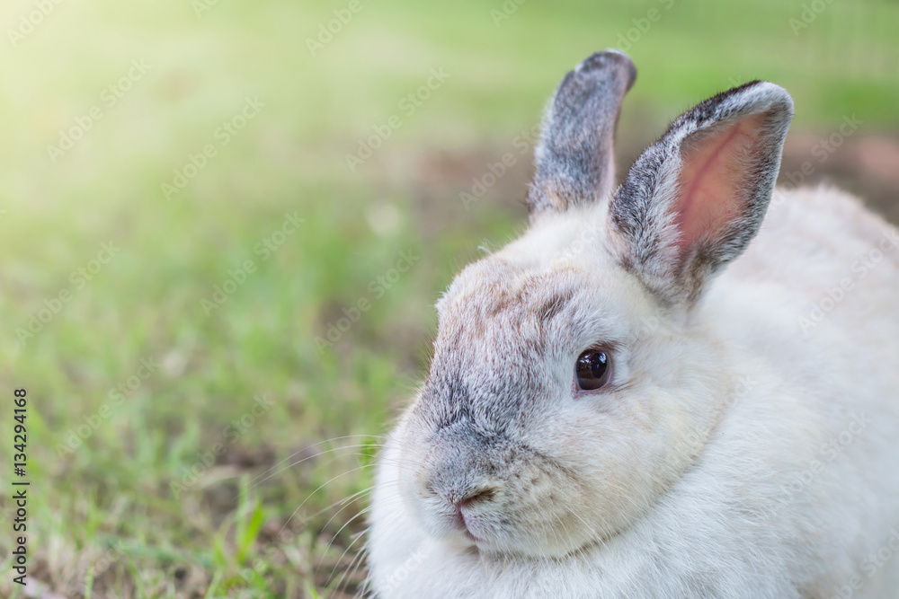 Fototapeta premium Cute Netherlands dwarf bunny on green grass
