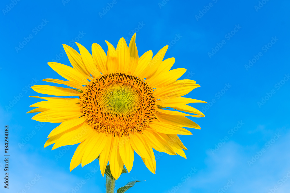 The sunflower in garden with blue sky background The sunflower in garden with blue sky background