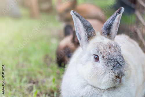 Cute Netherlands dwarf bunny on green grass
