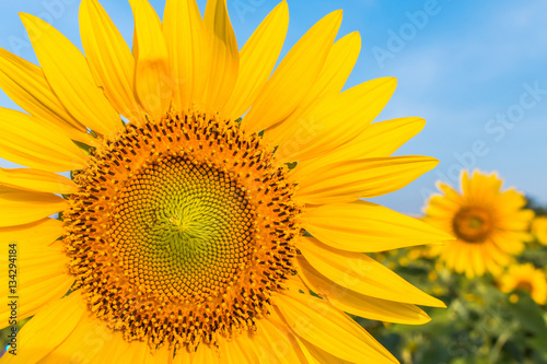 Fototapeta Naklejka Na Ścianę i Meble -  The sunflower with blue sky background