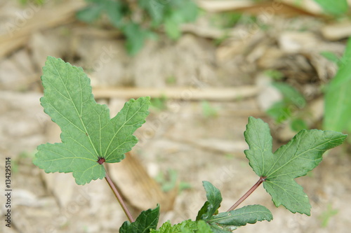 Closeup of Roselle leaf