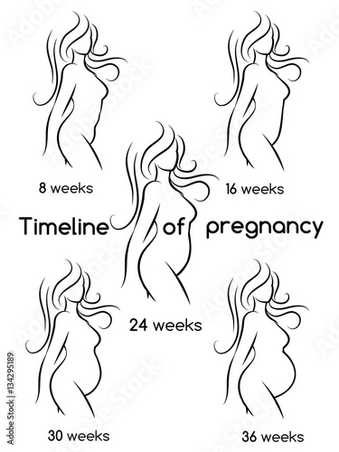 Pregnant woman silhouette isolated on white. Vector timeline of pregnancy woman silhouettes