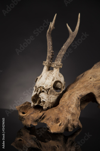 Deer skull, black mirror background