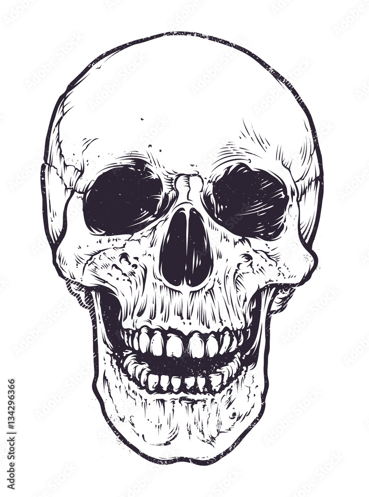 Fototapeta premium Anatomic Skull Vector