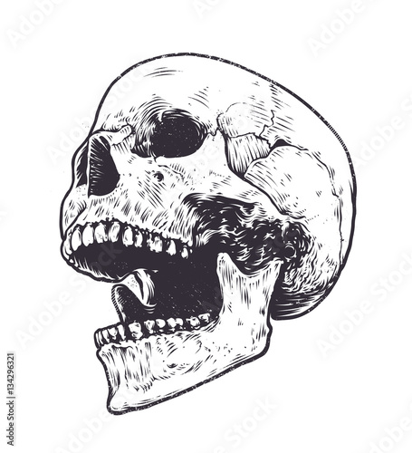 Anatomic Skull Vector