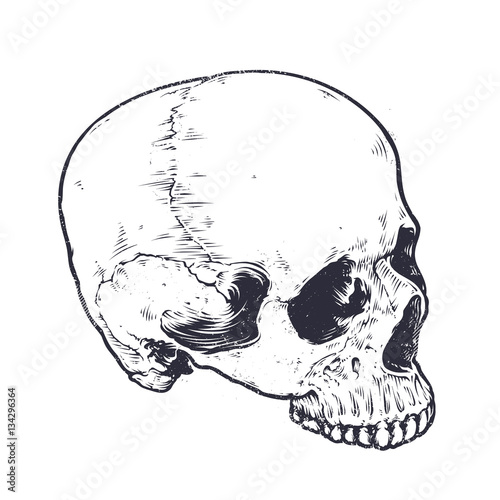 Anatomic Skull Vector