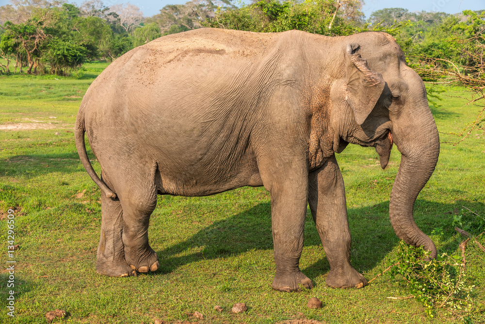 Fototapeta premium Sri Lanka: wild elephant in jungle of Yala National Park 