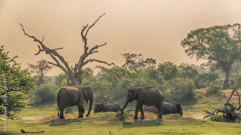 Naklejka premium Sri Lanka: group of wild elephants at jungle drinking place of Yala National Park 