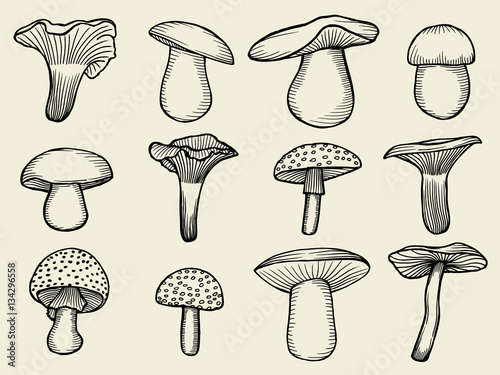 vector illustrations of mushrooms