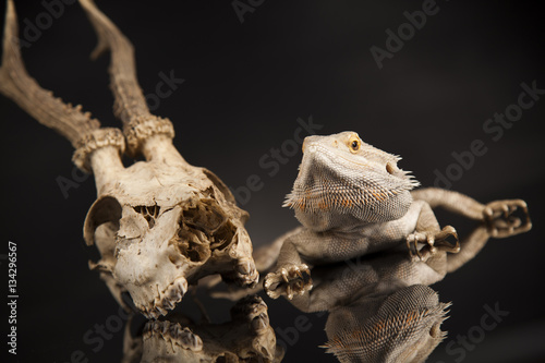 Animal Skull, Antlers, lizard  on black mirror background © Sebastian Duda