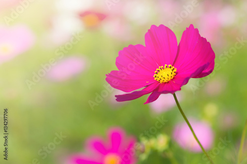 Beautiful cosmos flower in garden with sunlight