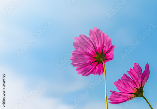 Beautiful cosmos flower with blue sky background