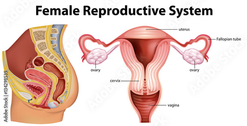 Fényképezés Diagram showing female reproductive system