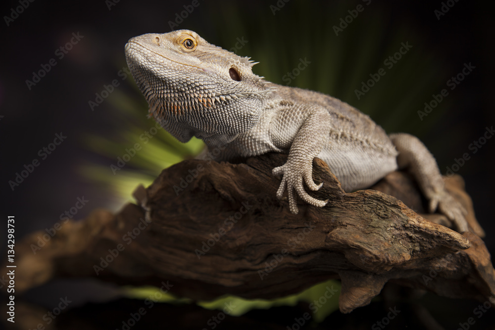Fototapeta premium Lizard root, Bearded Dragon on black mirror background