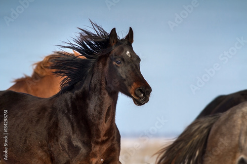 Horse portrait in motion in herd at winter day