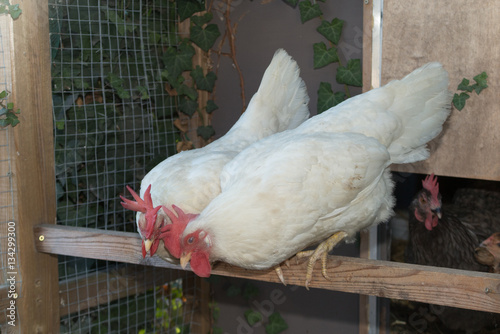 Two white chickens in the chicken coop looks at the ground to eat