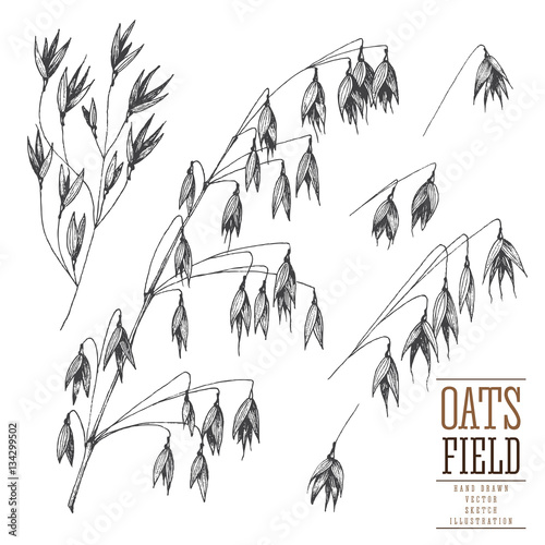 Oats spikelet sketch hand drawn vector collection, grain and stems isolated vintage illustration on a white background for the bakery shop or menu. Cereal theme.