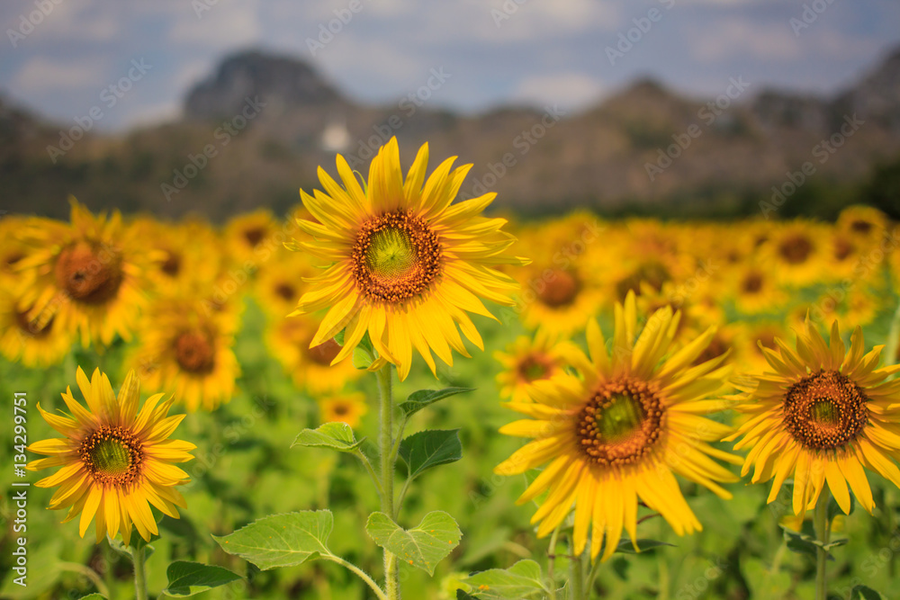 Fototapeta premium Beautiful sunflower plant in the field blooming, Thailand