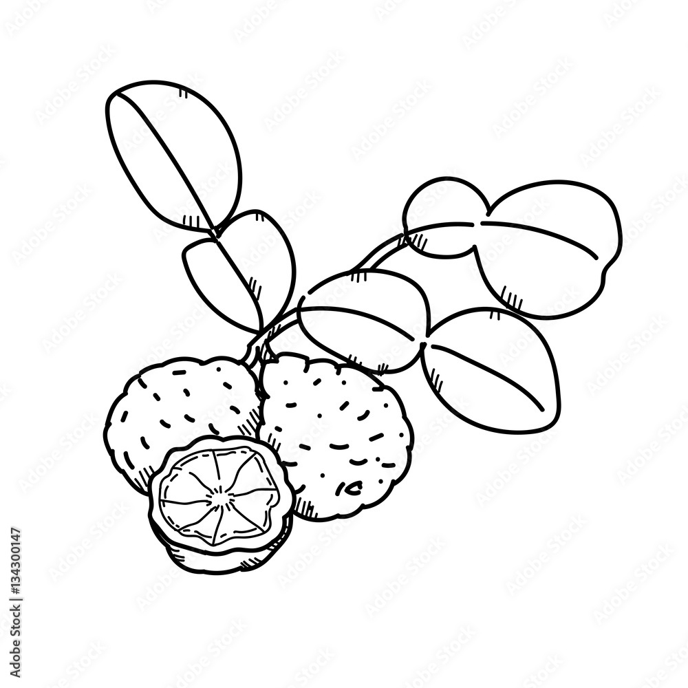 Fotografie Freehand drawing illustration Kaffir lime.