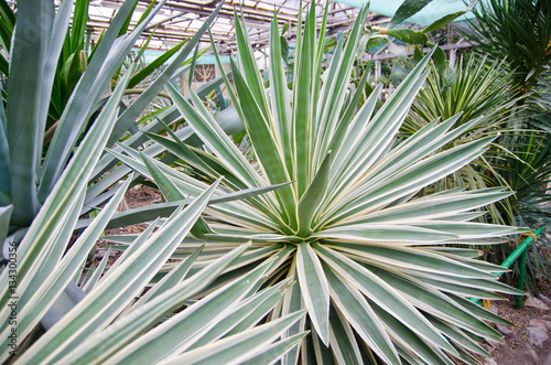 A huge agave - the representative of succulent cactus growing in the greenhouse botanical garden.