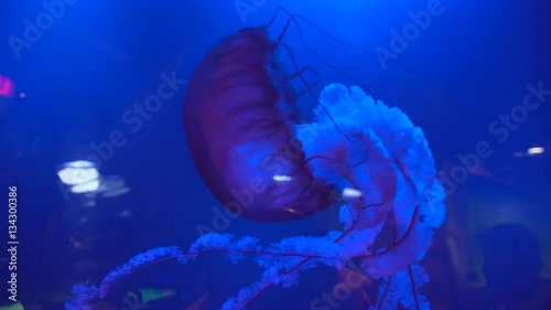 The rare fish in the aquarium. Undersea world. The beauty of the marine fauna: Medusa is slowly moving in the water. Underwater filming: beautiful and mesmerizing jellyfish swimming in blue water