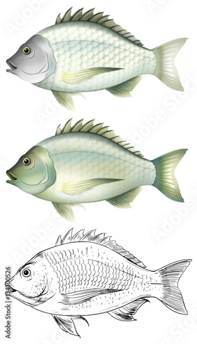 Different drawing of the same fish