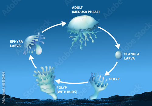 Diagram showing life cycle of jellyfish