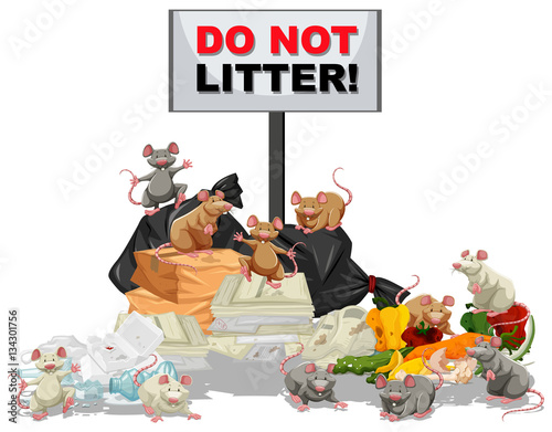 Rats searching for food at the litter pile