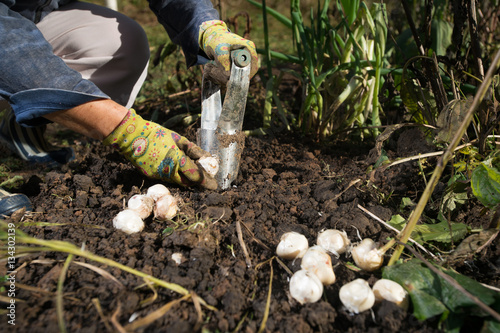 Fototapeta Naklejka Na Ścianę i Meble -  Close up of hand planting bulbs with flower bulb planter outdoors in garden. Use of garden tools.
