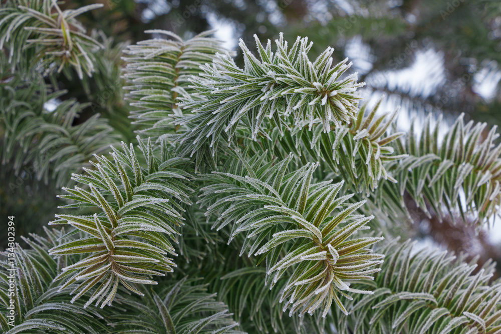 Spruce branches in winter. Hoarfrost on branch. Spruce branches in winter. Hoarfrost on branch.