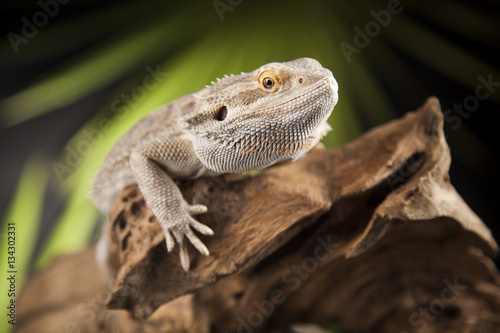 Animal Lizard, Bearded Dragon on mirror background