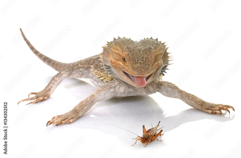 Fototapeta premium bearded dragons eating cricket