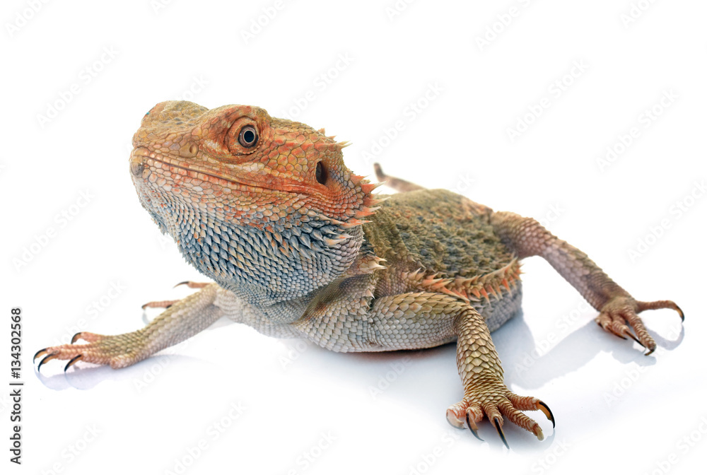 Obraz premium bearded dragons in studio
