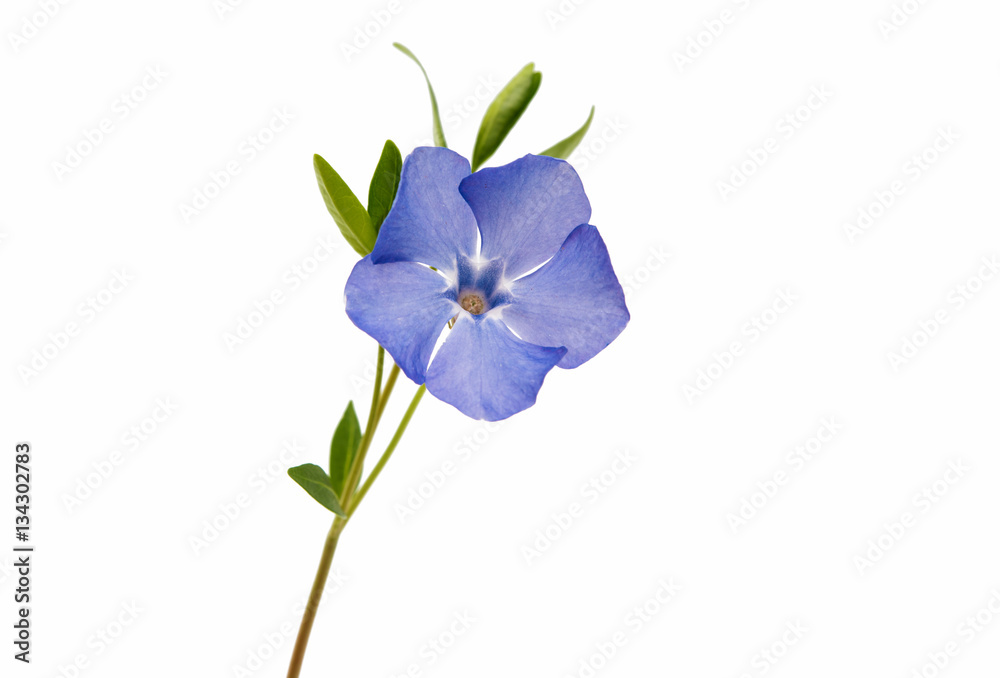 periwinkle blue isolated