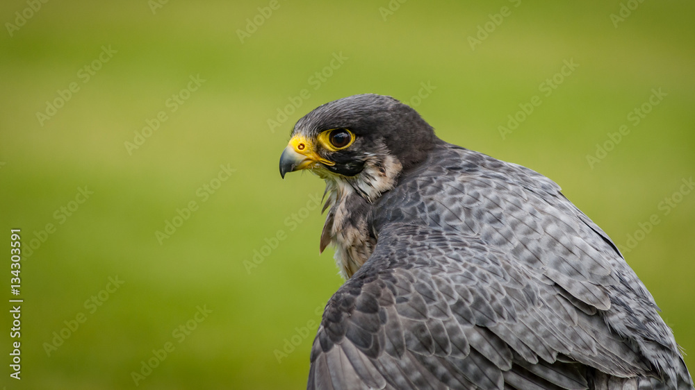 The peregrine falcon (Falco peregrinus), historically known as the duck hawk in North America, a bird of prey in the Falconidae family. It has yellow cere and feet and black beak and claws. Copy space The peregrine falcon (Falco peregrinus), historically known as the duck hawk in North America, a bird of prey in the Falconidae family. It has yellow cere and feet and black beak and claws. Copy space