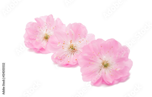 sakura flower isolated
